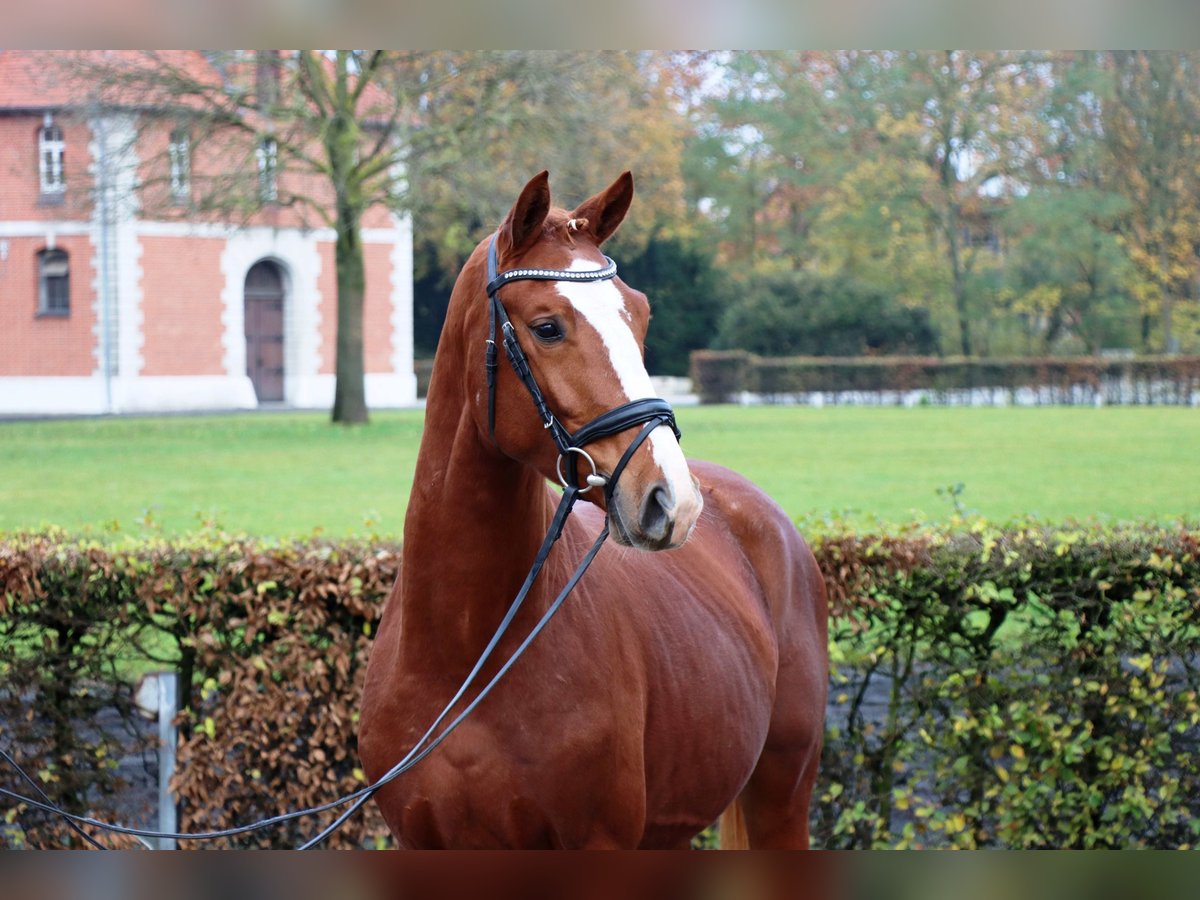 Hannoveraan Hengst 2 Jaar 161 cm Vos in Celle