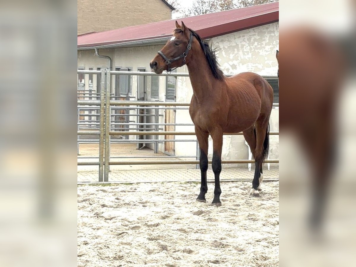 Hannoveraan Hengst 2 Jaar 165 cm Bruin in Burgst&#xE4;dt