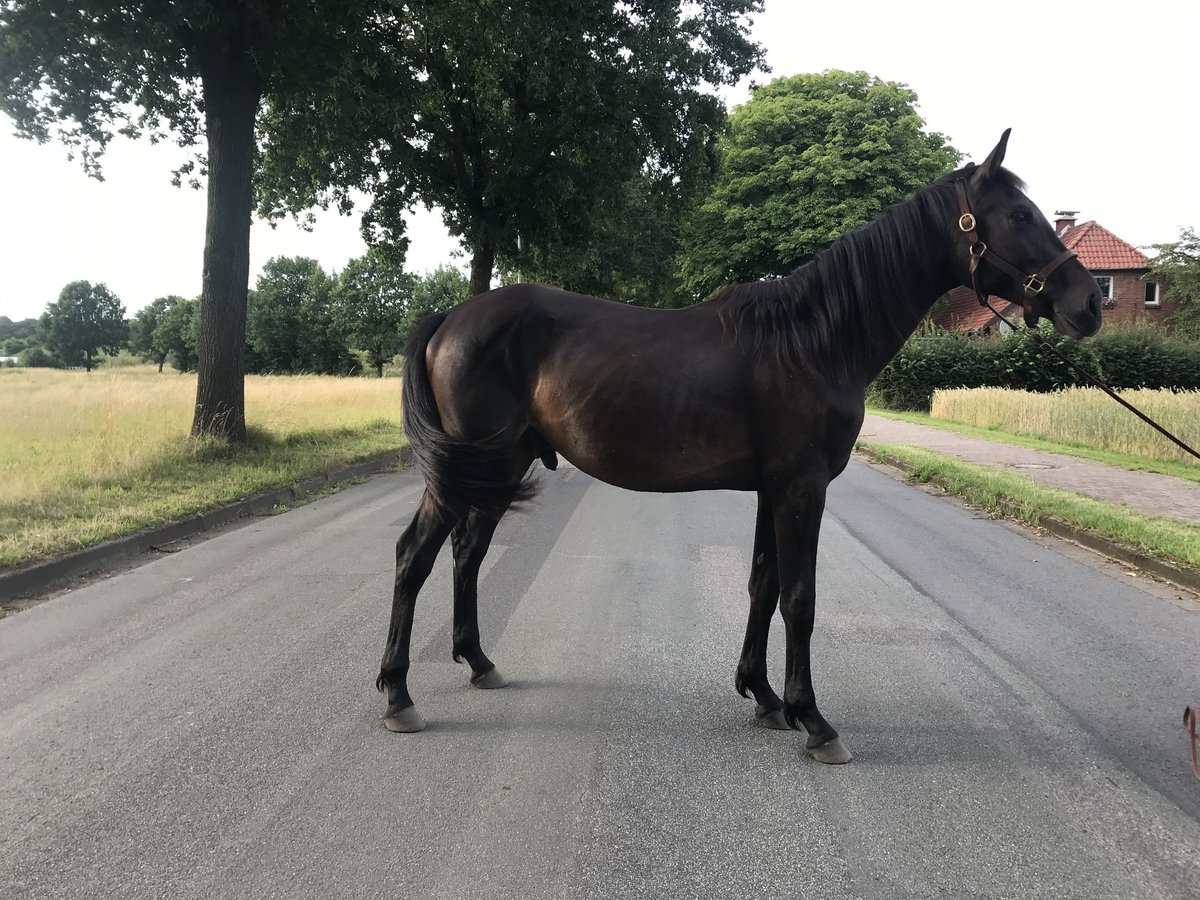 Hannoveraan Hengst 2 Jaar 165 cm Donkerbruin in Steyerberg