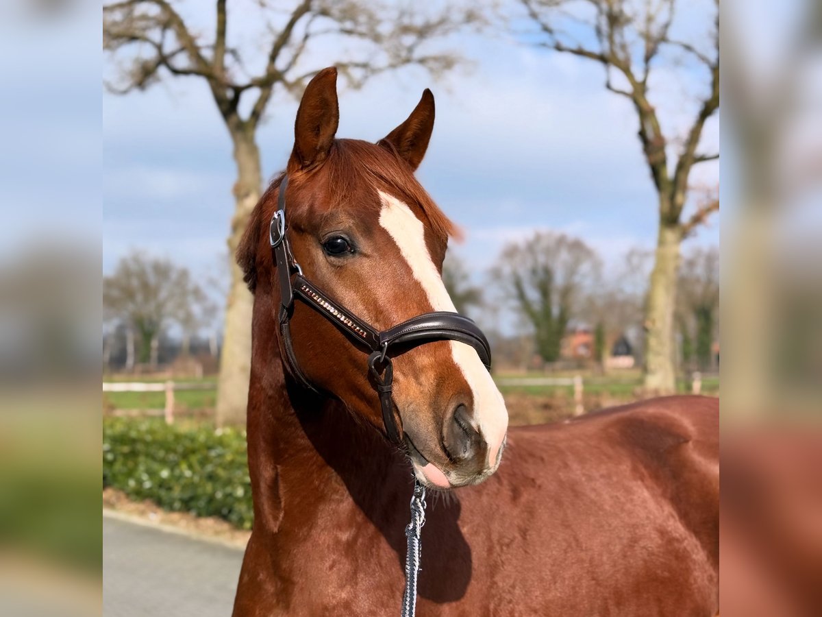 Hannoveraan Hengst 2 Jaar 165 cm Donkere-vos in Nordhorn