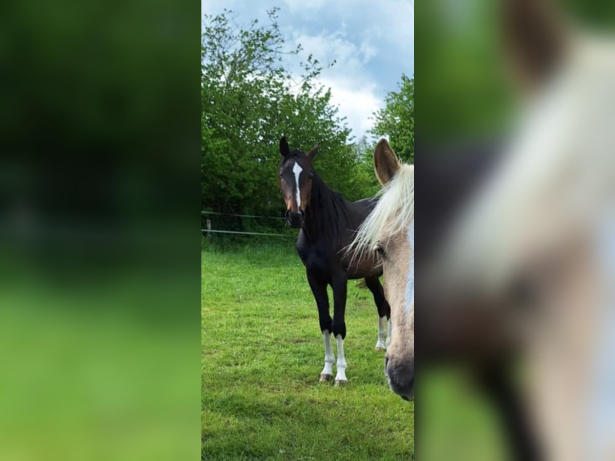 Hannoveraan Hengst 2 Jaar 166 cm in Hanerau-Hademarschen