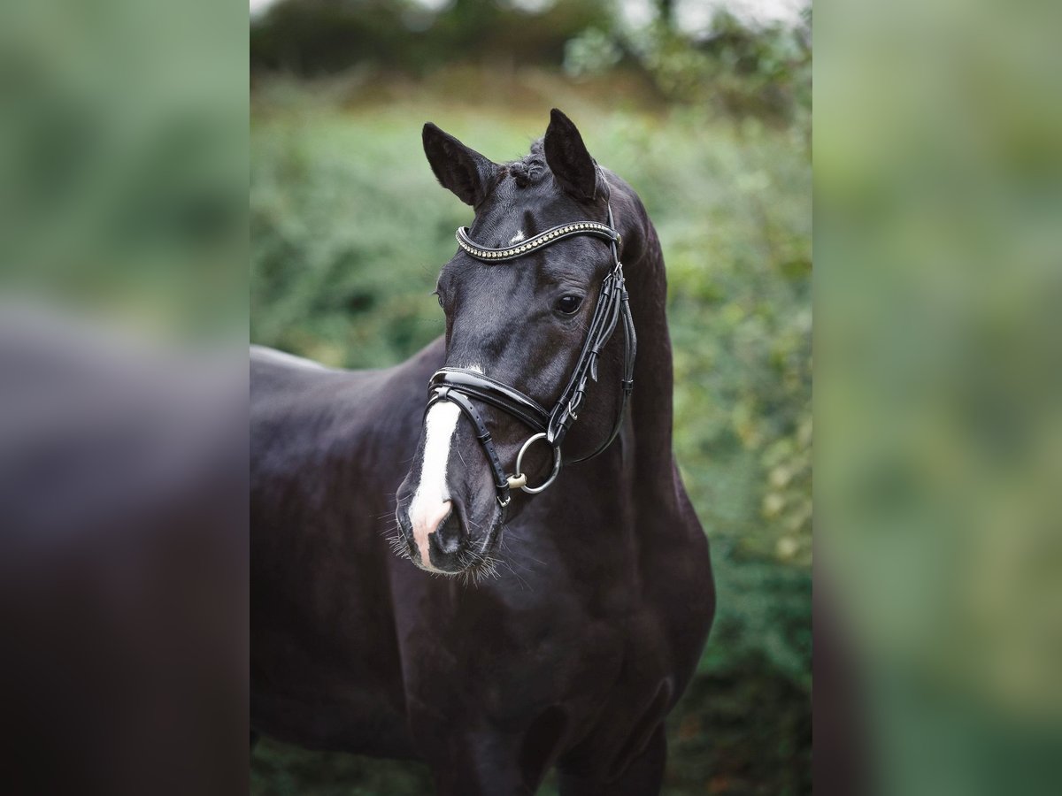 Hannoveraan Hengst 2 Jaar 167 cm Zwart in Ostercappeln