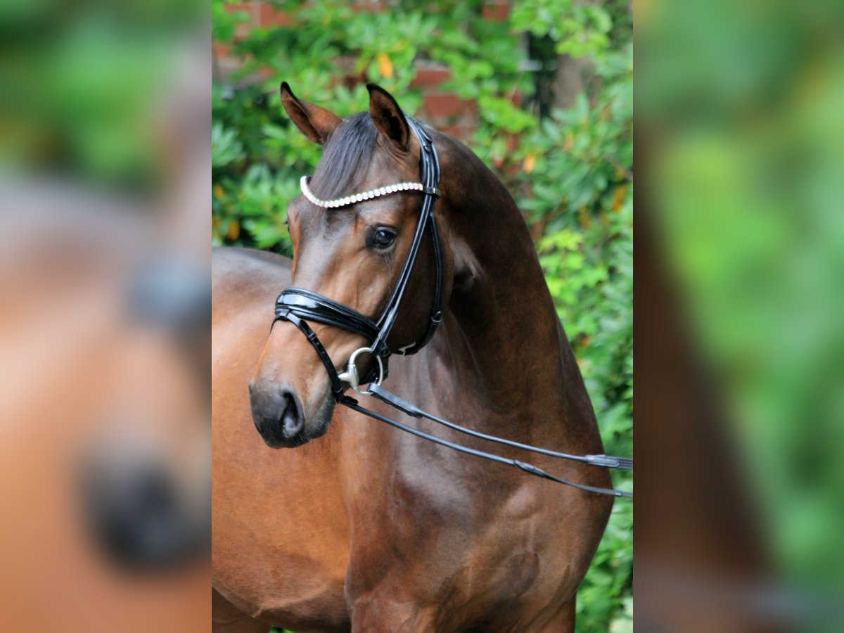 Hannoveraan Hengst 2 Jaar 168 cm Bruin in Kutenholz