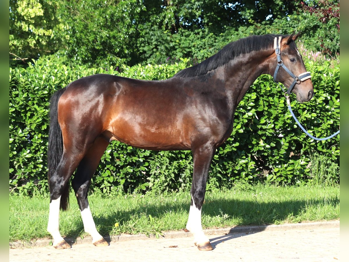 Hannoveraan Hengst 2 Jaar 168 cm Bruin in Selsingen