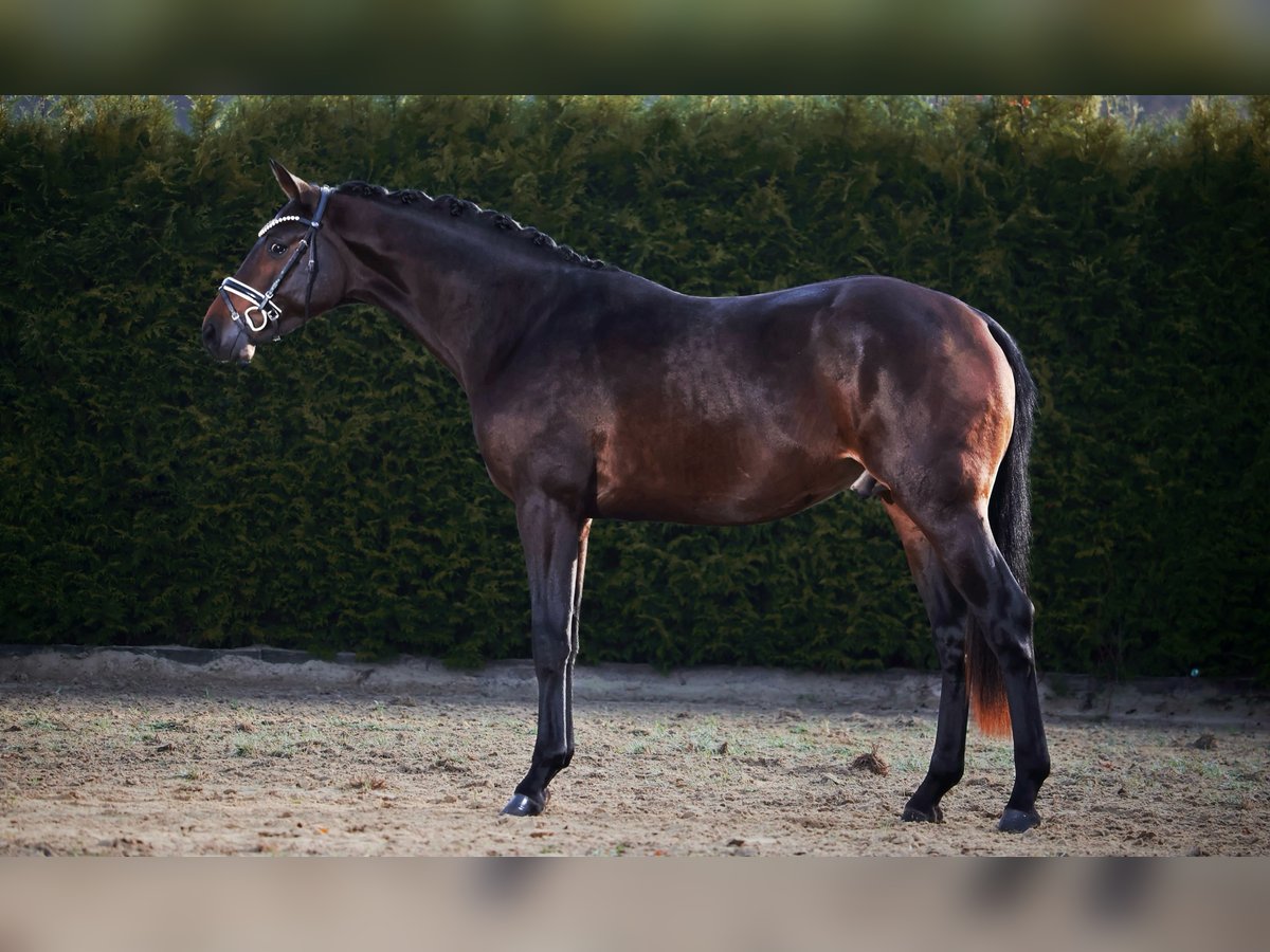 Hannoveraan Hengst 2 Jaar 169 cm Donkerbruin in Gersten