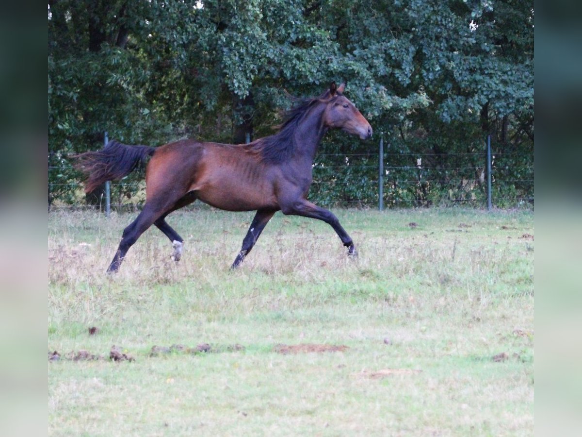 Hannoveraan Hengst 2 Jaar 170 cm Bruin in Neustadt-Glewe