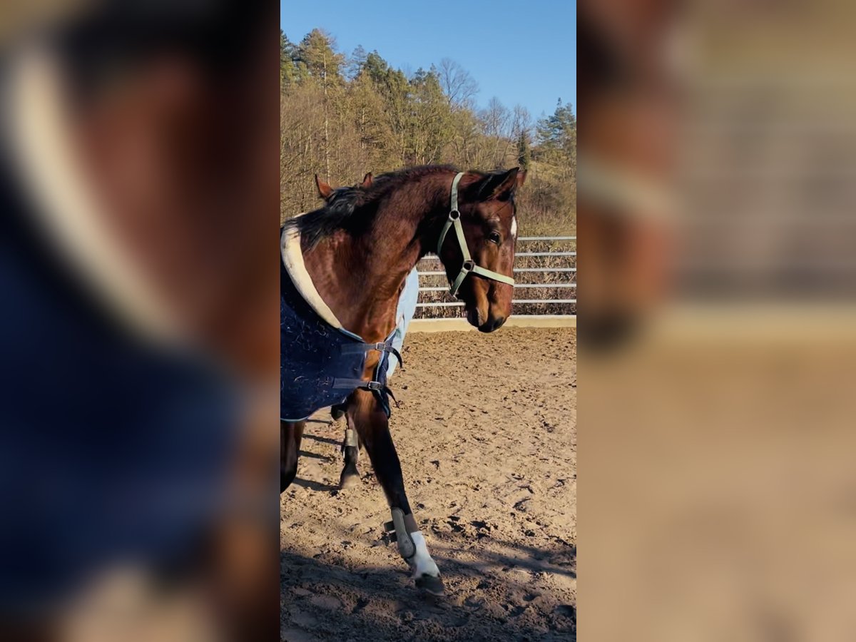 Hannoveraan Hengst 2 Jaar 170 cm Bruin in Hetschburg