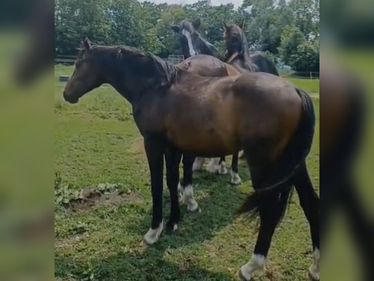Hannoveraan Hengst 2 Jaar 172 cm Donkerbruin in M&#xFC;hlenberge