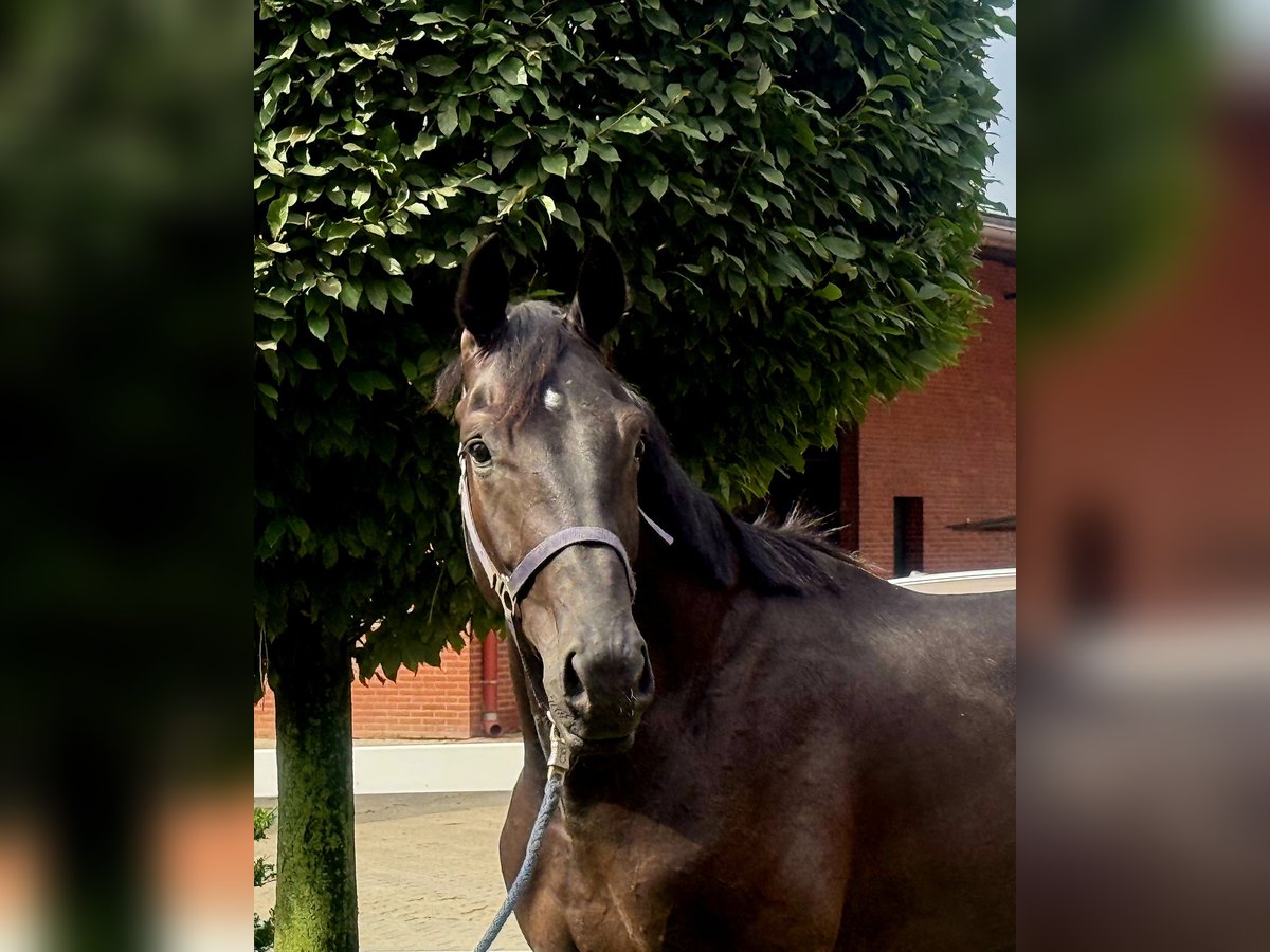 Hannoveraan Hengst 2 Jaar 172 cm Zwart in Vechta