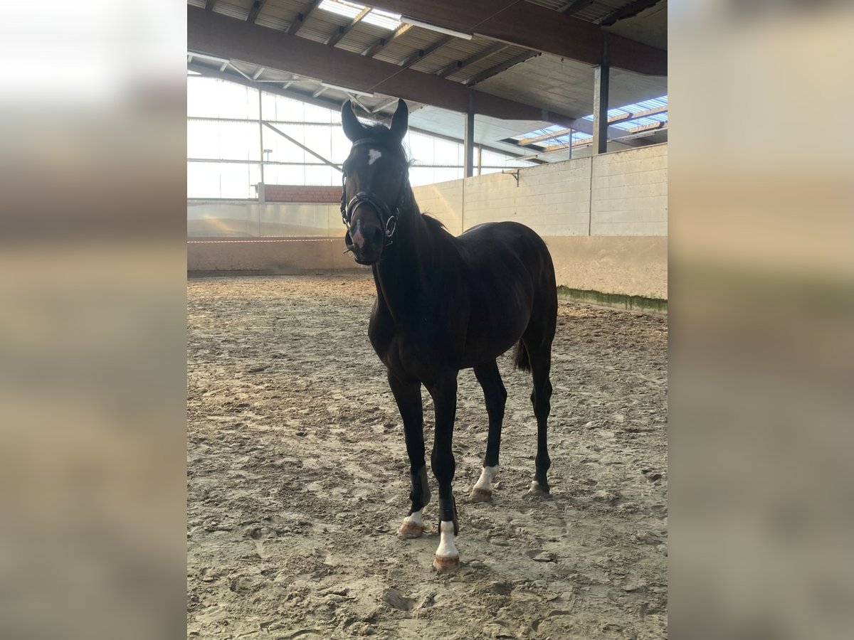 Hannoveraan Hengst 2 Jaar 173 cm Donkerbruin in Groß Ippener