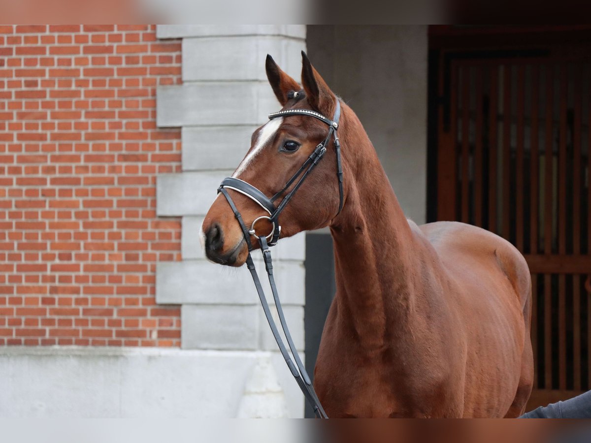 Hannoveraan Hengst 2 Jaar 177 cm Bruin in Celle