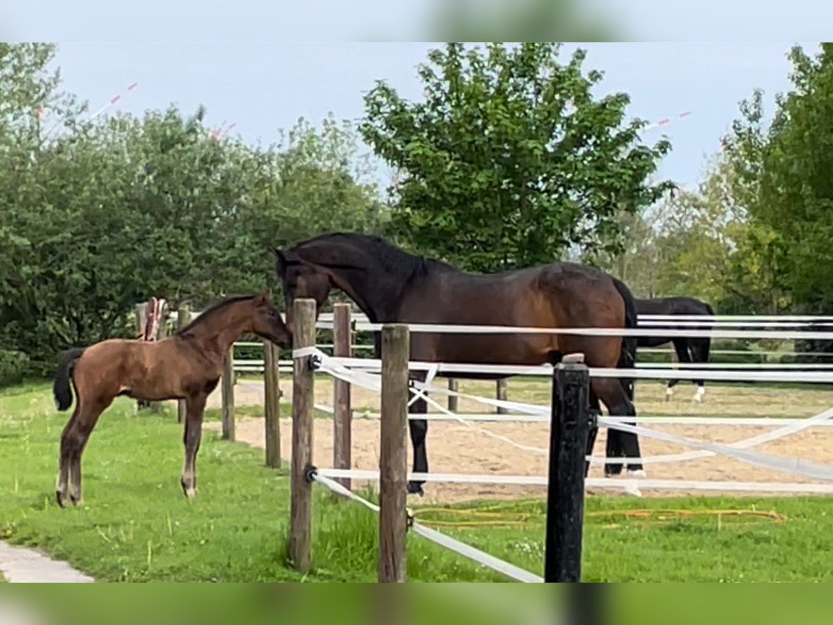 Hannoveraan Hengst 2 Jaar Bruin in Bad Zwischenahn
