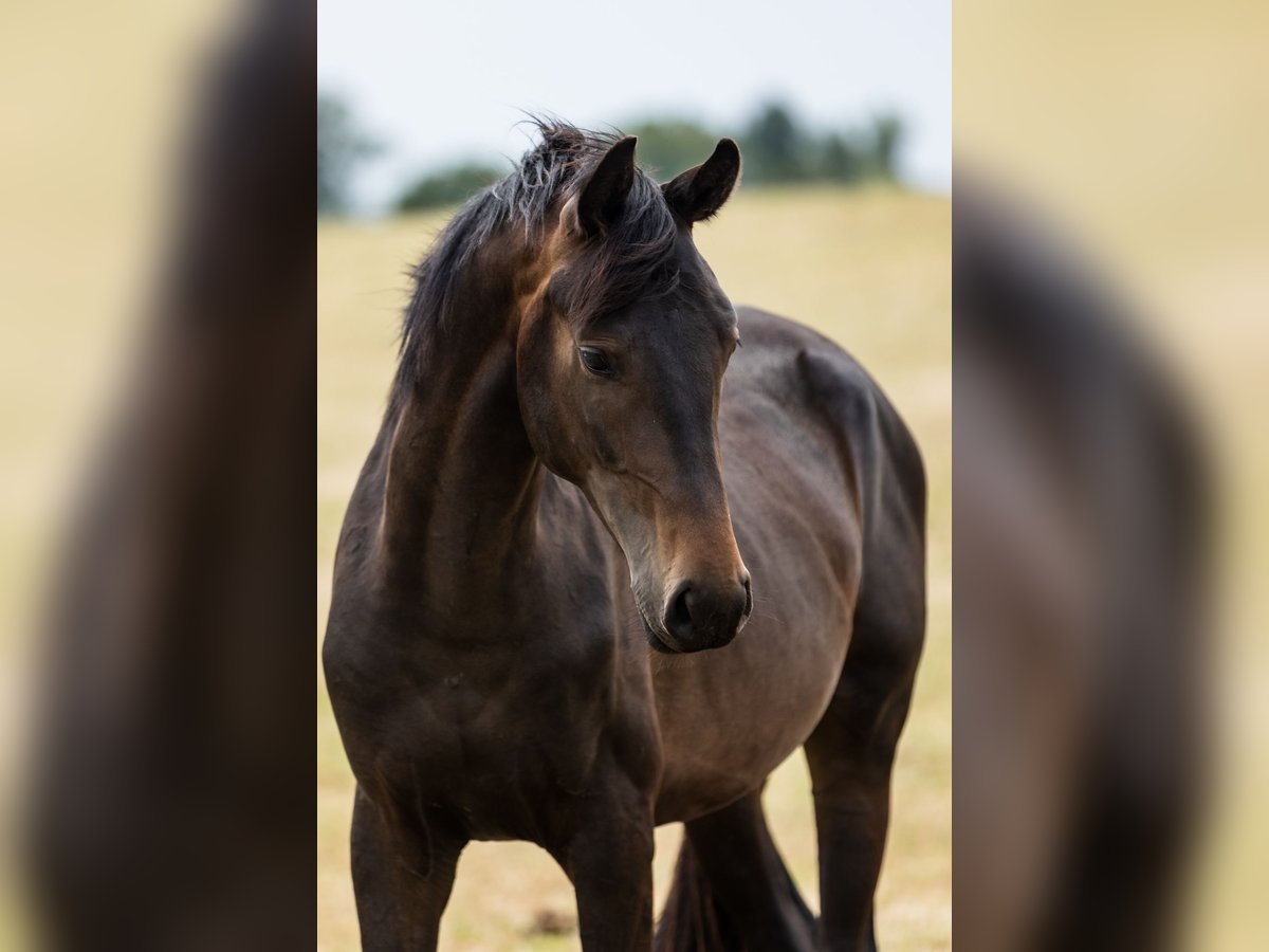 Hannoveraan Hengst 2 Jaar Donkerbruin in DUSZNIKI