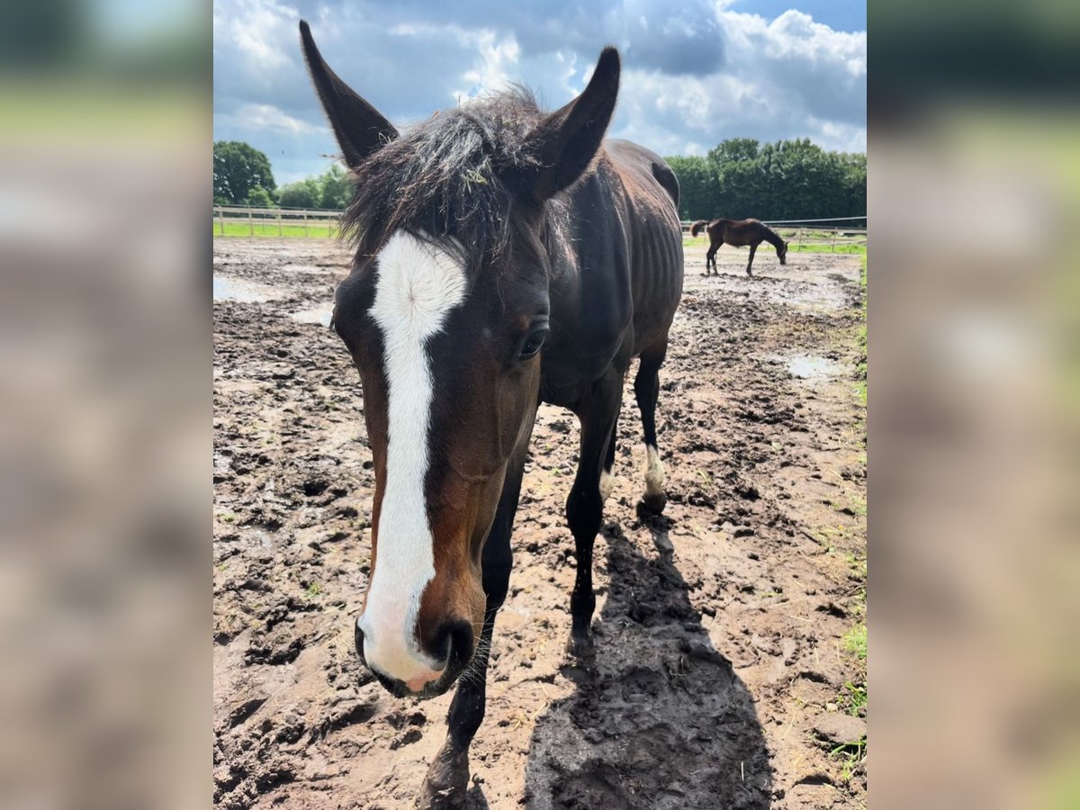 Hannoveraan Hengst 2 Jaar Donkerbruin in Westerhorn