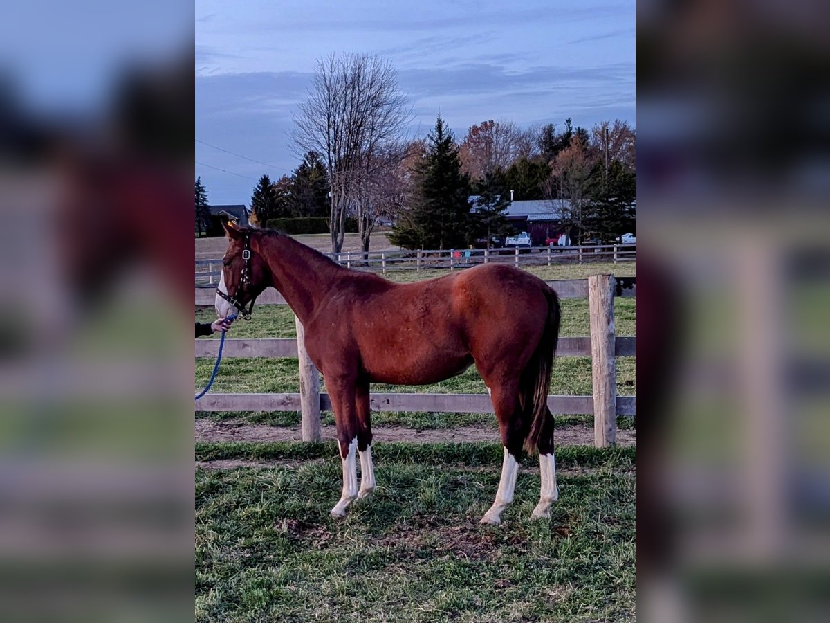 Hannoveraan Hengst 2 Jaar Donkere-vos in Hamilton ontario