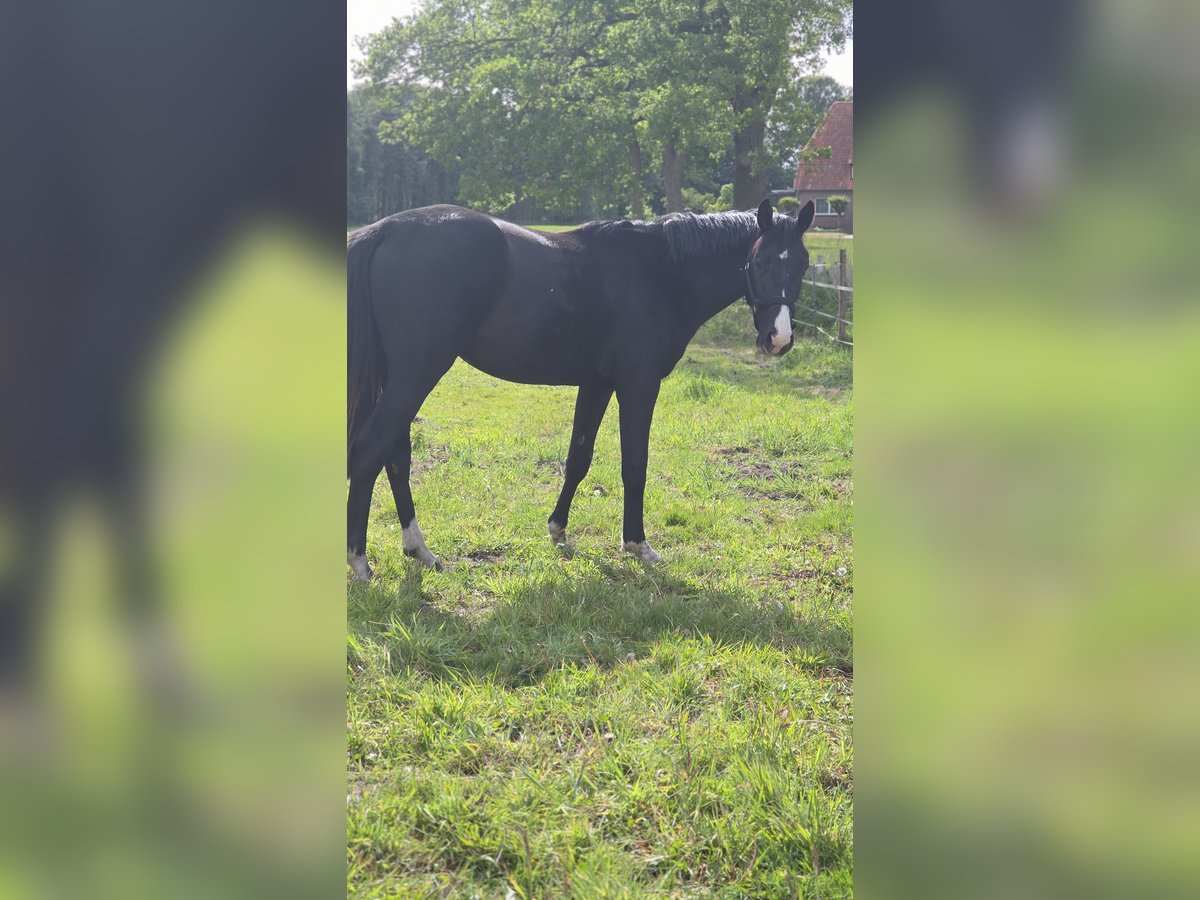 Hannoveraan Hengst 2 Jaar Zwart in Scheeßel