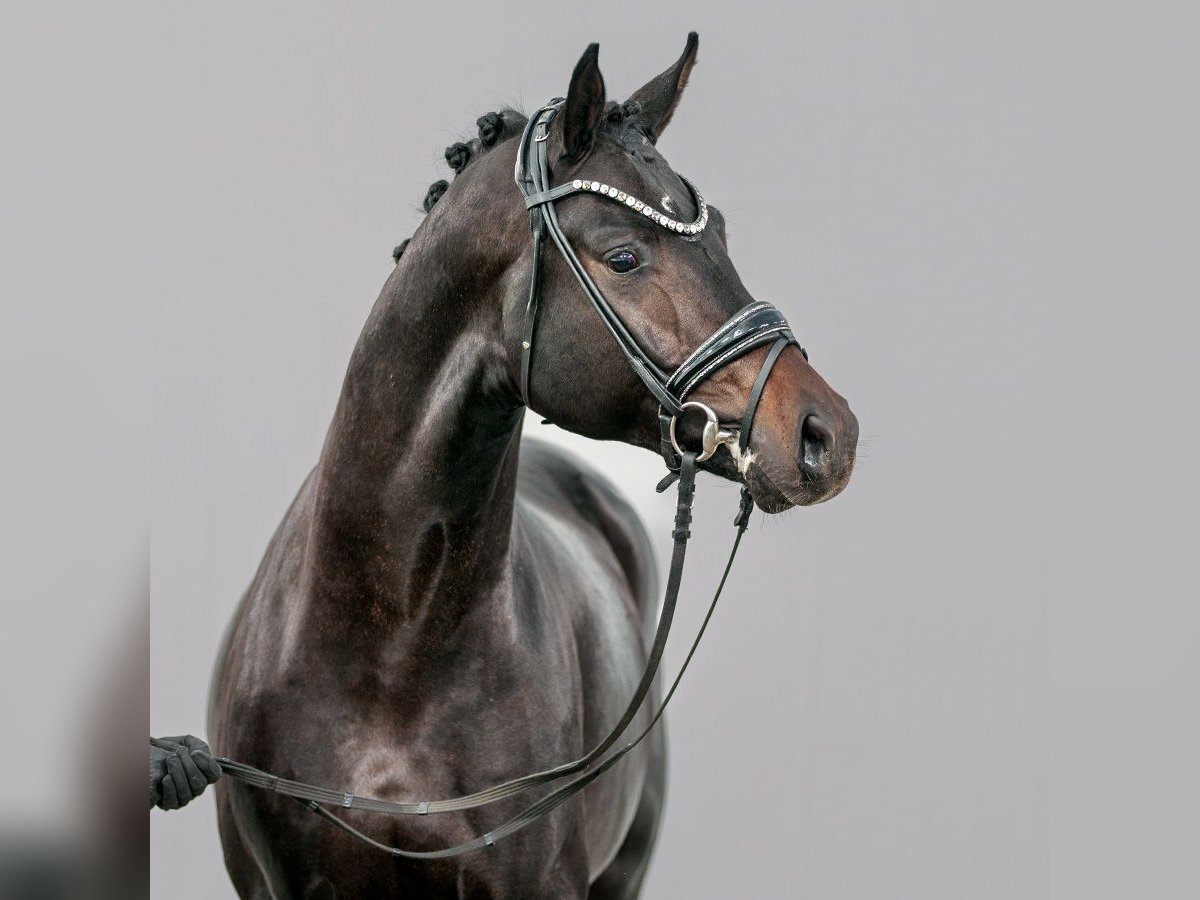 Hannoveraan Hengst 2 Jaar Zwartbruin in Münster-Handorf