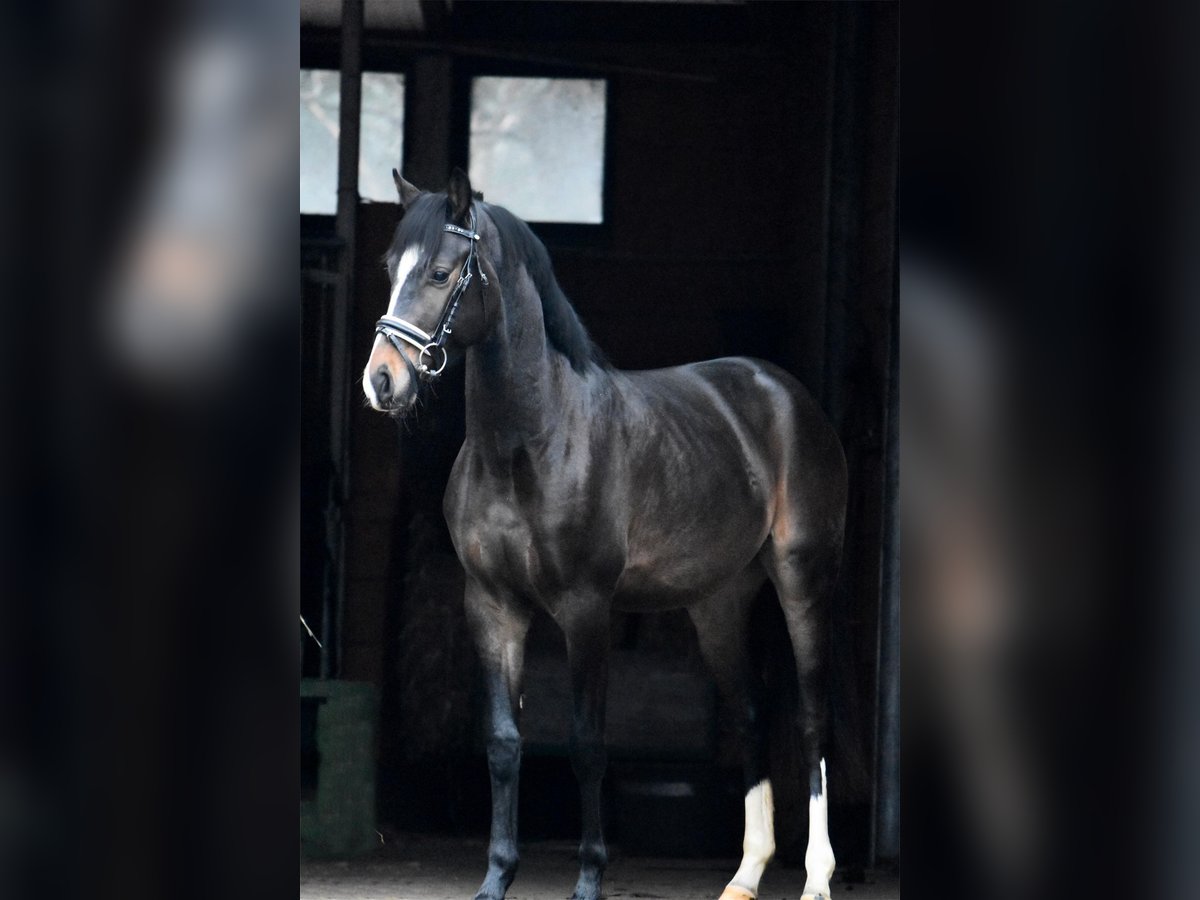 Hannoveraan Hengst 3 Jaar 151 cm Donkerbruin in Oerel