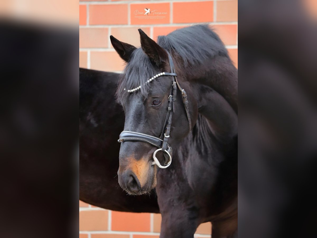 Hannoveraan Hengst 3 Jaar 167 cm Zwartbruin in Aurich
