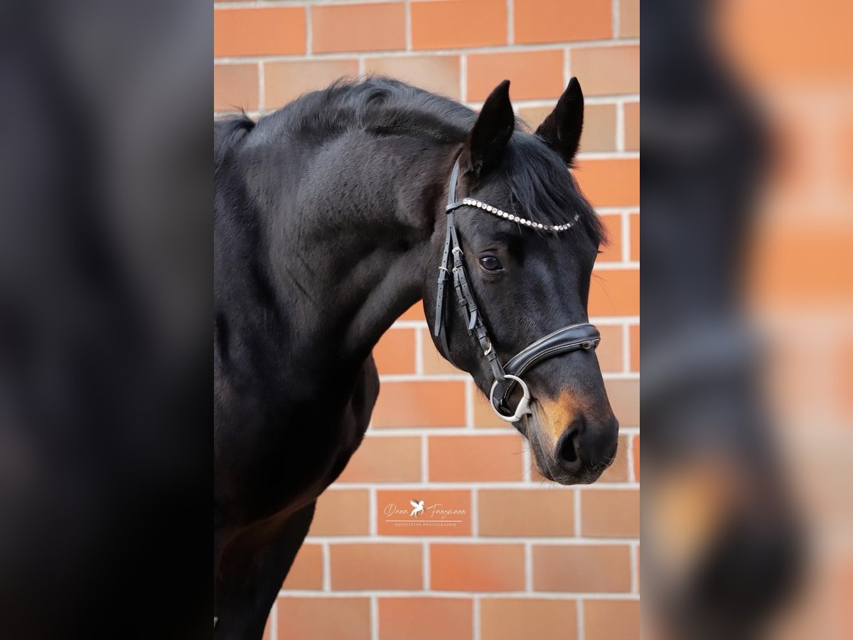 Hannoveraan Hengst 3 Jaar 168 cm Zwartbruin in Gro&#xDF;heide Berumerfehn