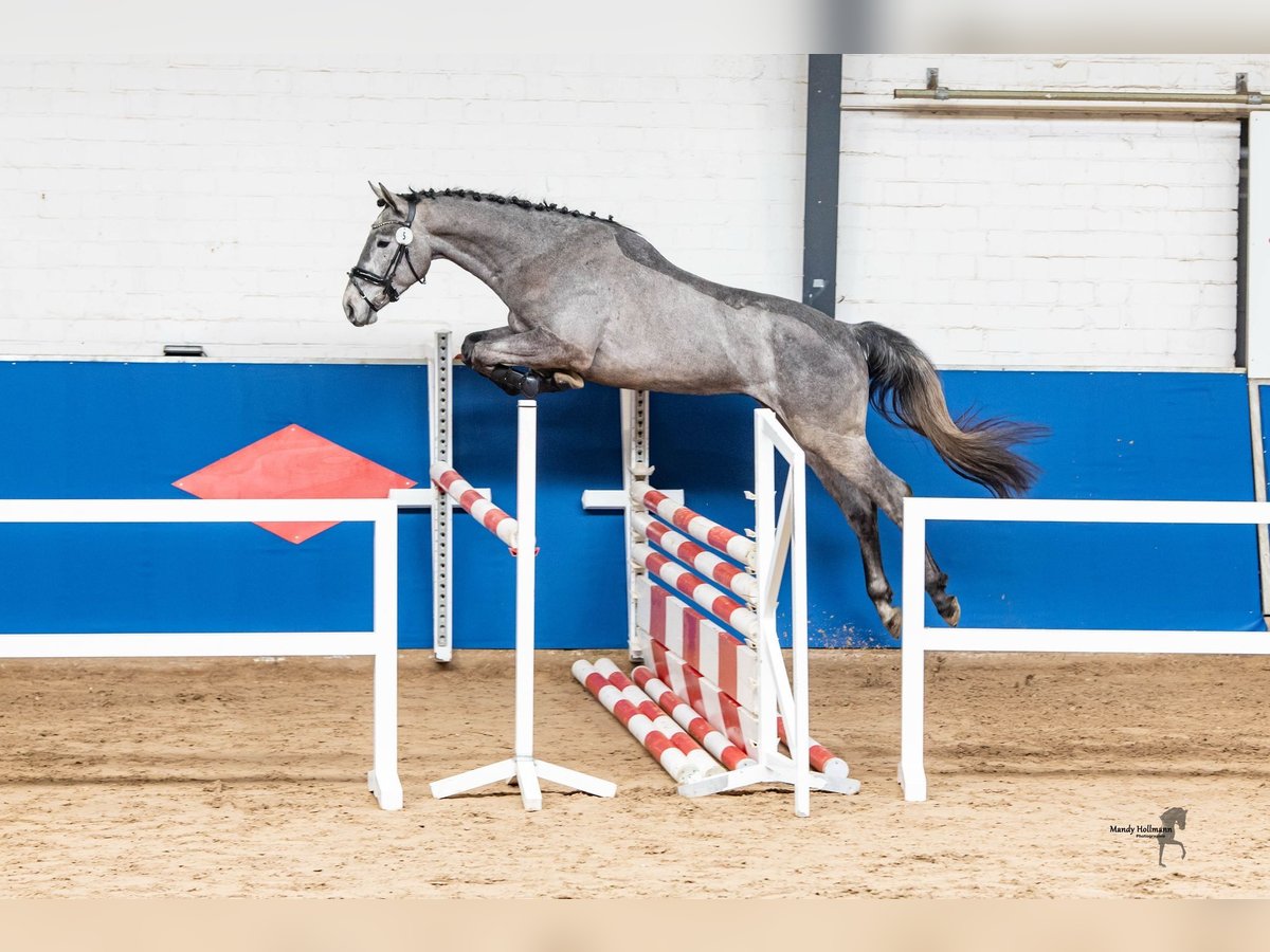 Hannoveraan Hengst 3 Jaar 170 cm Appelschimmel in Saterland