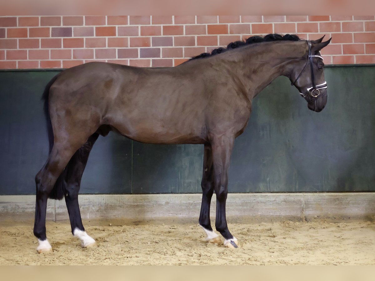 Hannoveraan Hengst 3 Jaar 172 cm Zwart in Gersten