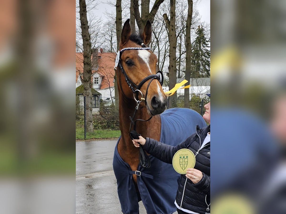 Hannoveraan Hengst 4 Jaar 165 cm Bruin in Walchum