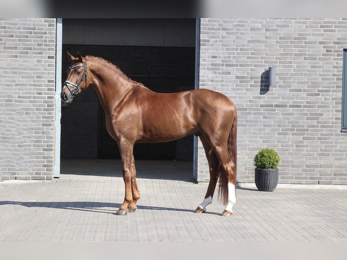 Hannoveraan Hengst 4 Jaar 167 cm in Asperup