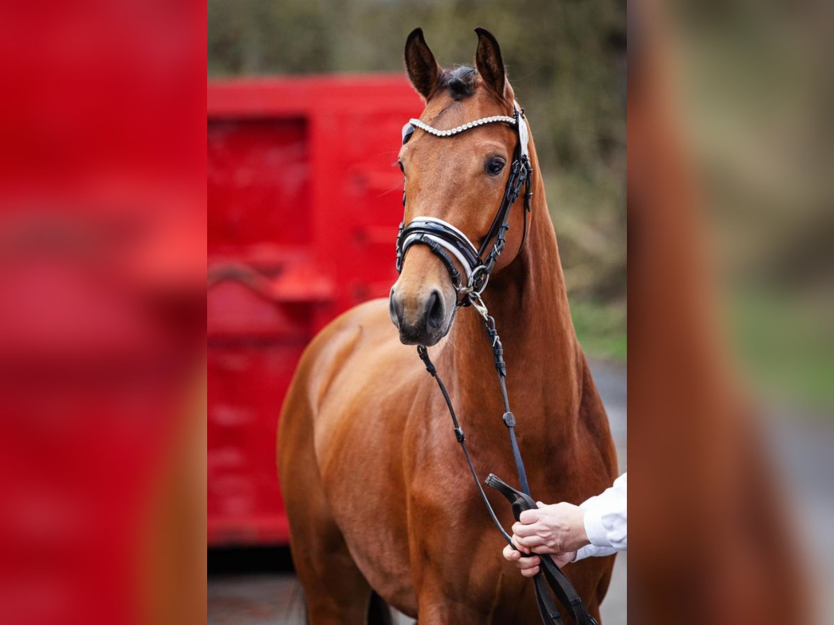 Hannoveraan Hengst 4 Jaar 168 cm Bruin in Pulheim