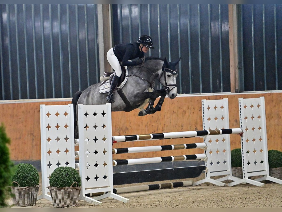 Hannoveraan Hengst 5 Jaar 167 cm Schimmel in Steinfeld (Oldenburg)