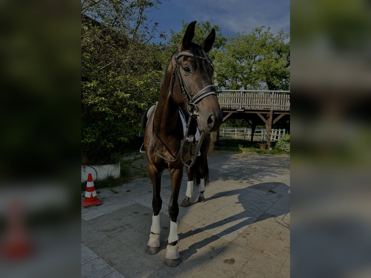 Hannoveraan Hengst 5 Jaar 172 cm Donkerbruin in Wentorf bei Hamburg