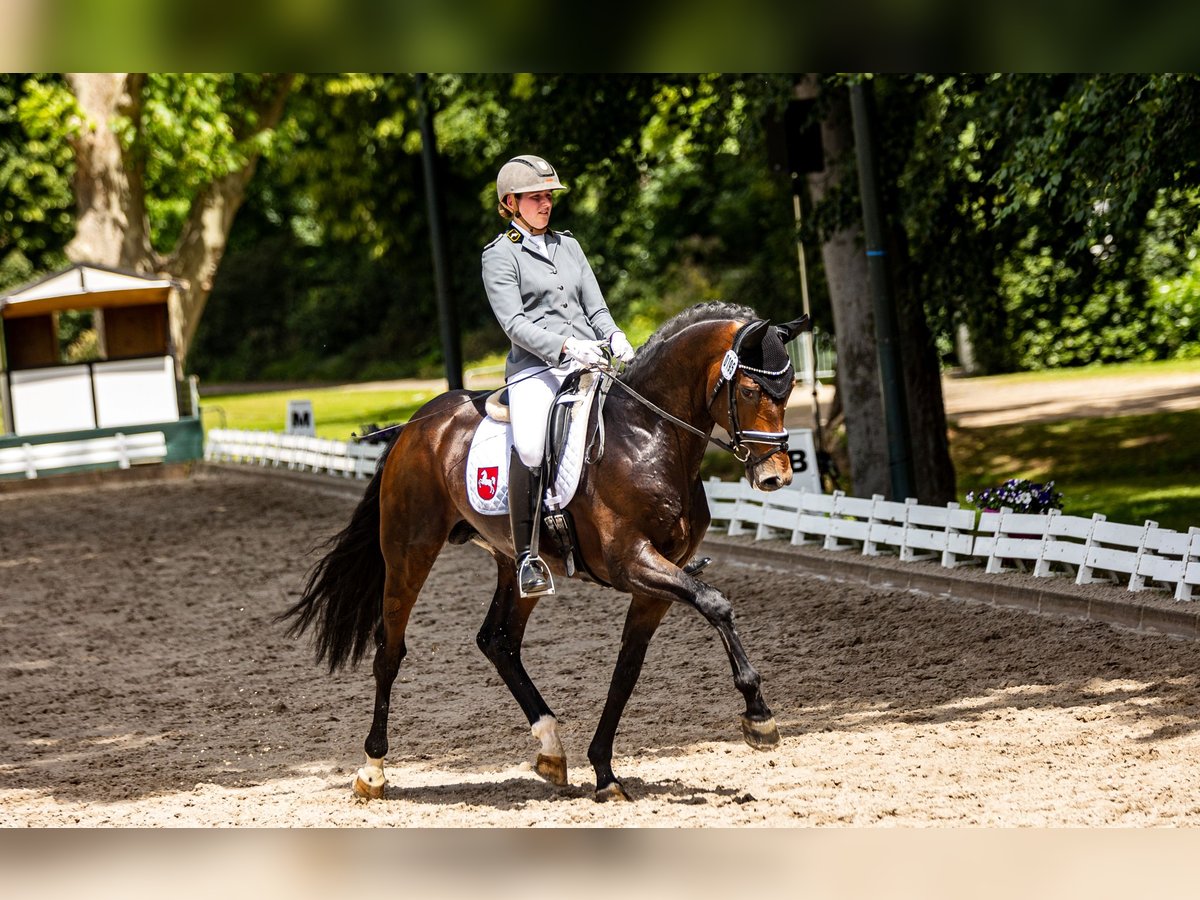 Hannoveraan Hengst Bruin in Adelheidsdorf