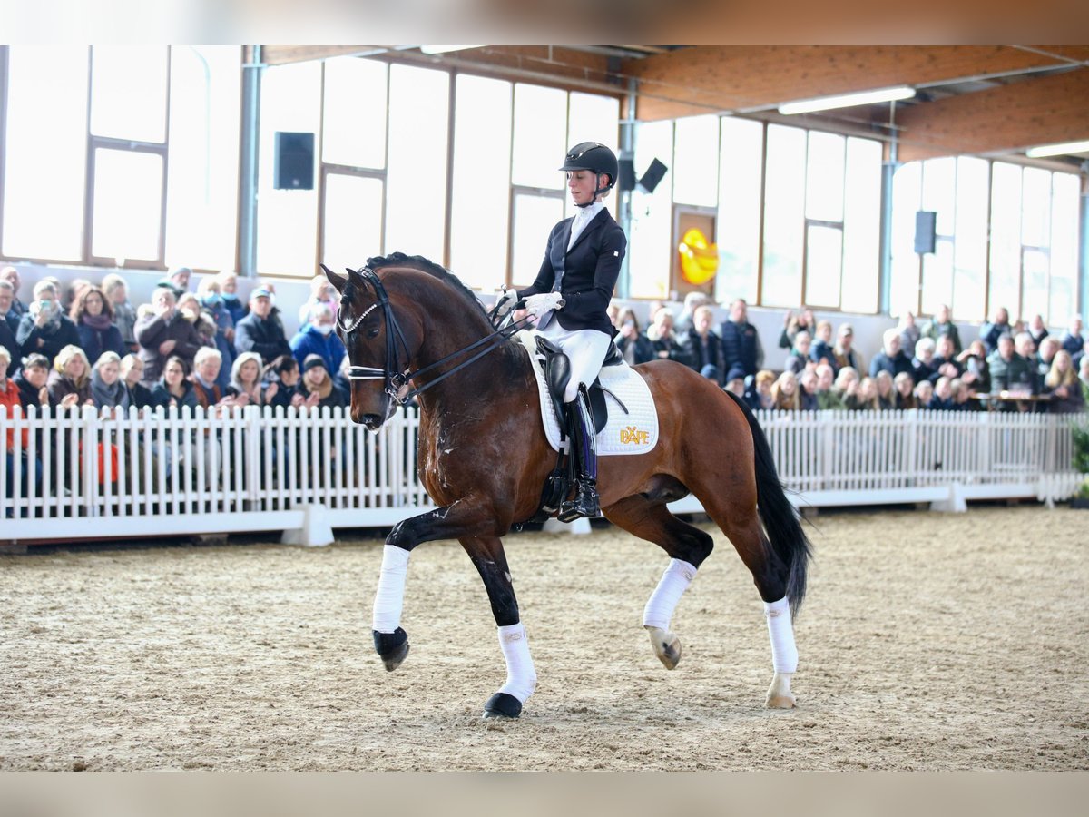 Hannoveraan Hengst Bruin in Celle