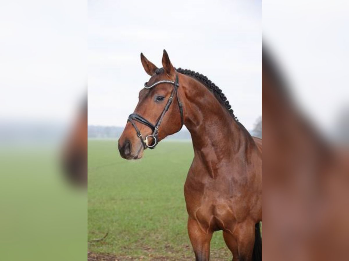 Hannoveraan Hengst Bruin in Löningen