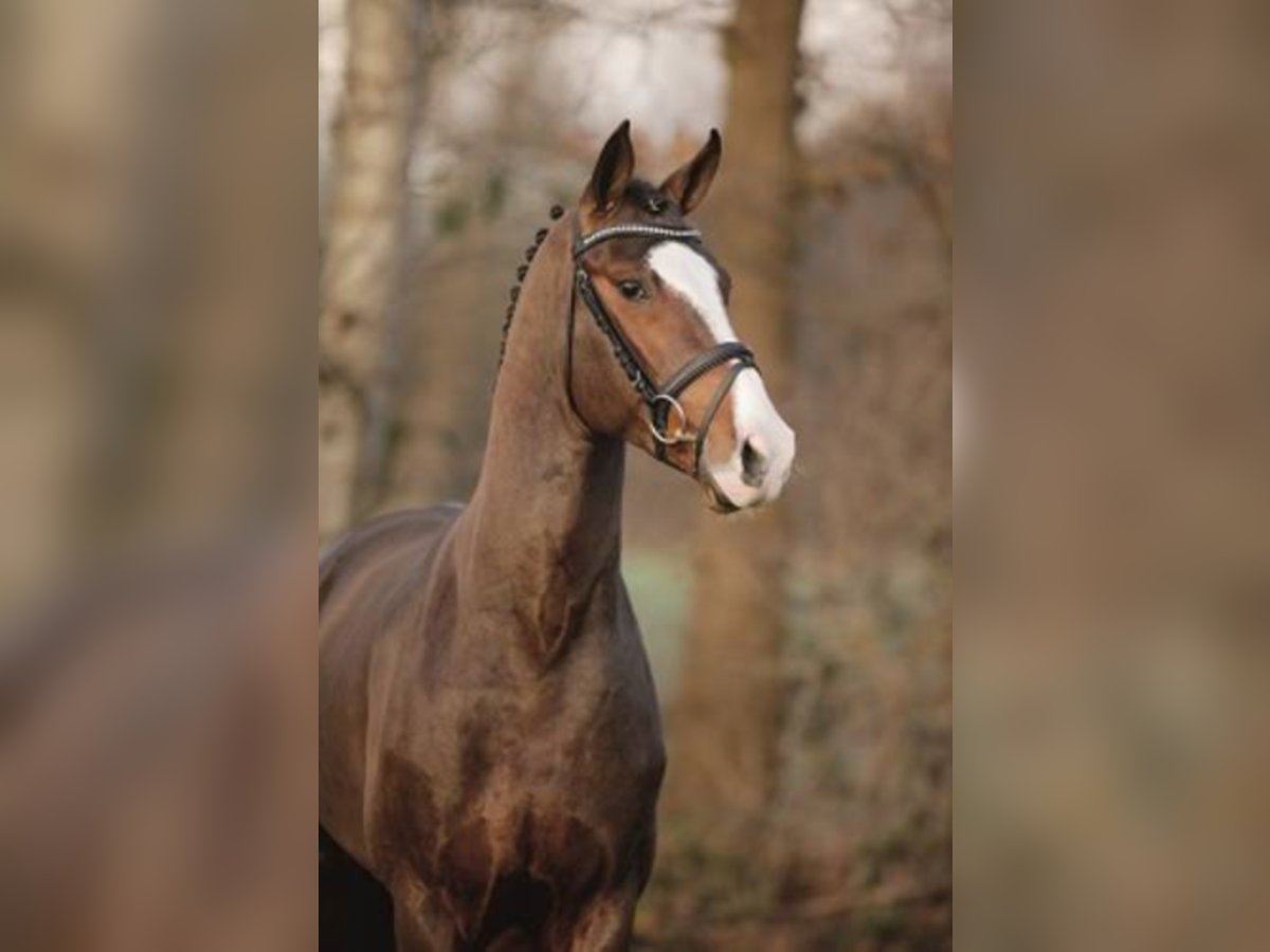 Hannoveraan Hengst Bruin in Löningen