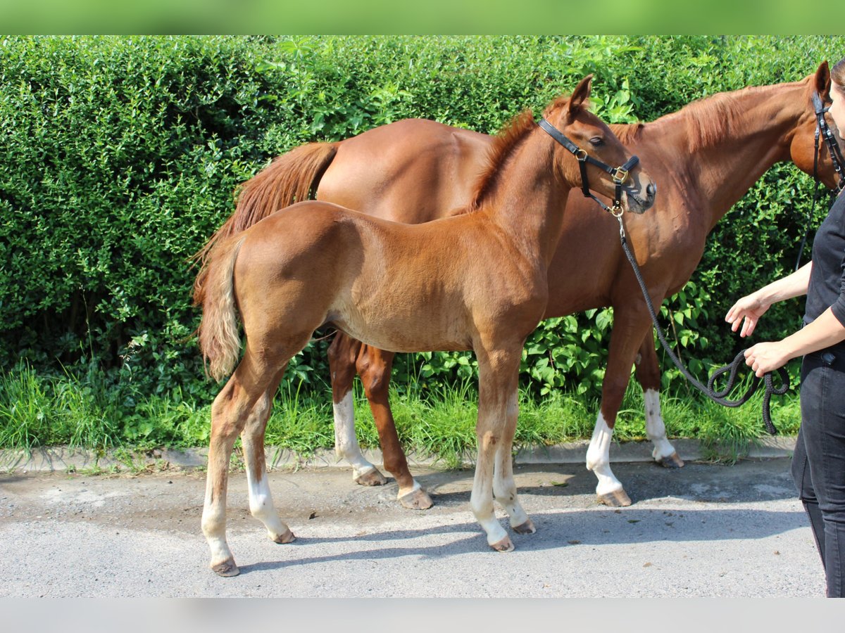 Hannoveraan Hengst veulen (05/2024) 165 cm Donkere-vos in Gleichen