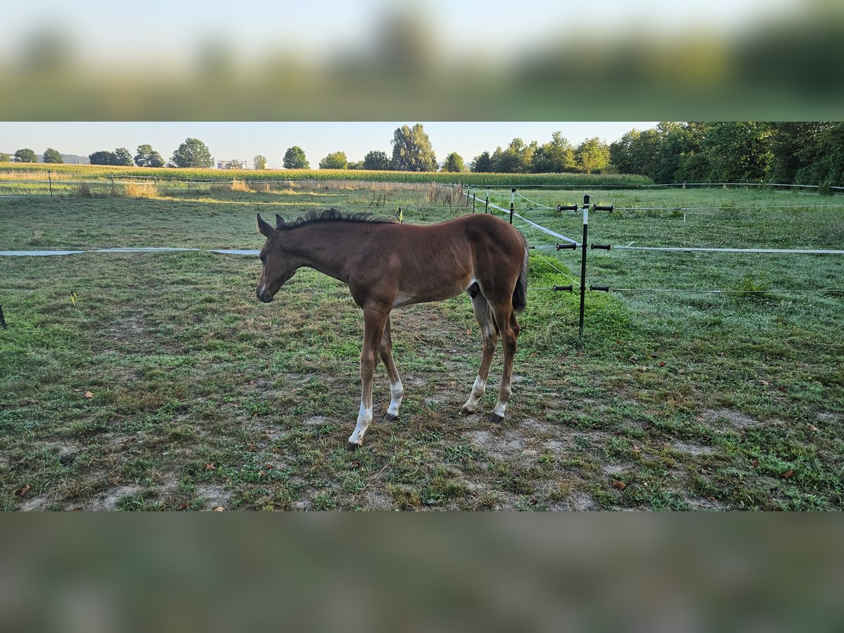 Hannoveraan Hengst veulen (06/2024) 168 cm Donkerbruin in Salem