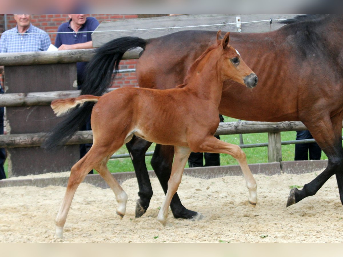 Hannoveraan Hengst veulen (05/2024) 168 cm Vos in Kutenholz