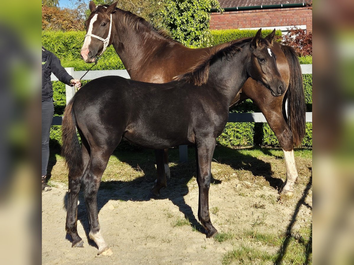 Hannoveraan Hengst veulen (05/2024) 169 cm Zwart in Ochtersum