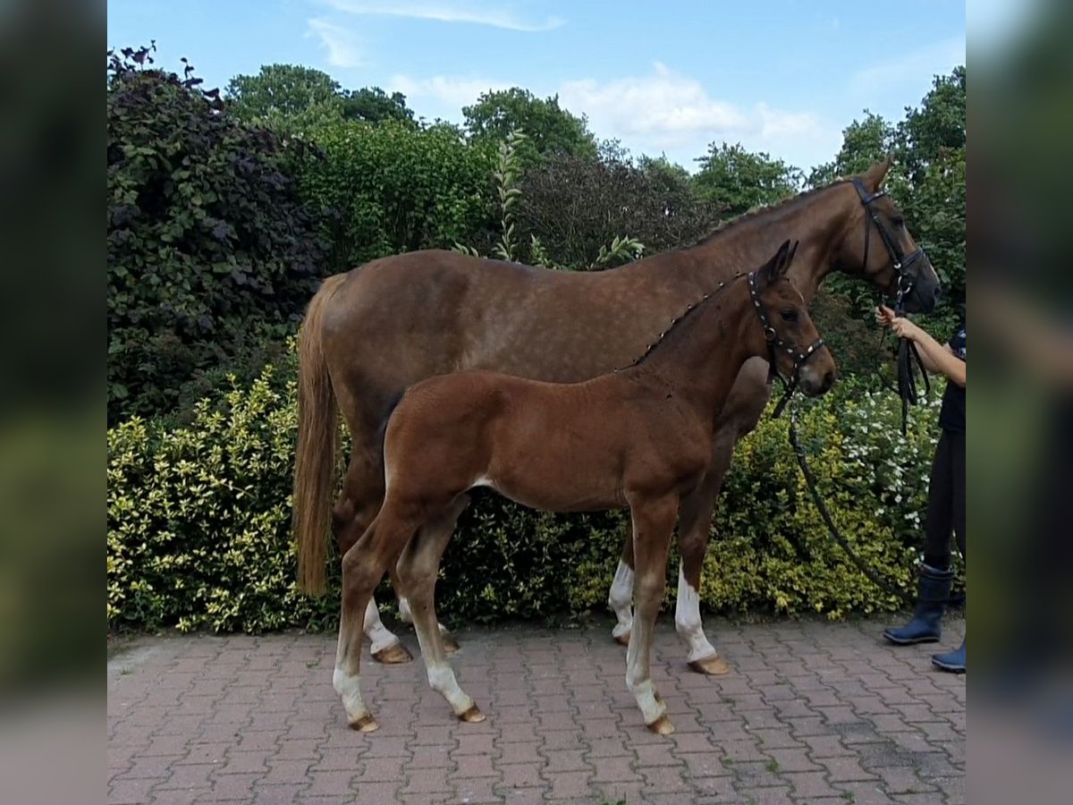 Hannoveraan Hengst veulen (06/2024) 170 cm Bruin in Aurich