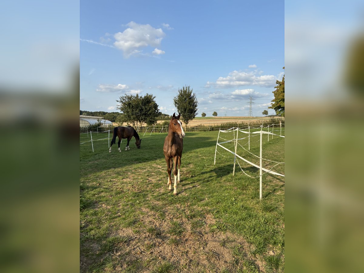 Hannoveraan Hengst Veulen (04/2025) 170 cm Bruin in Moringen