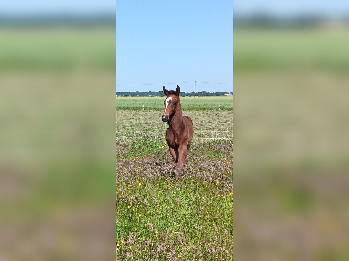 Hannoveraan Hengst  170 cm Bruin in Cadenberge
