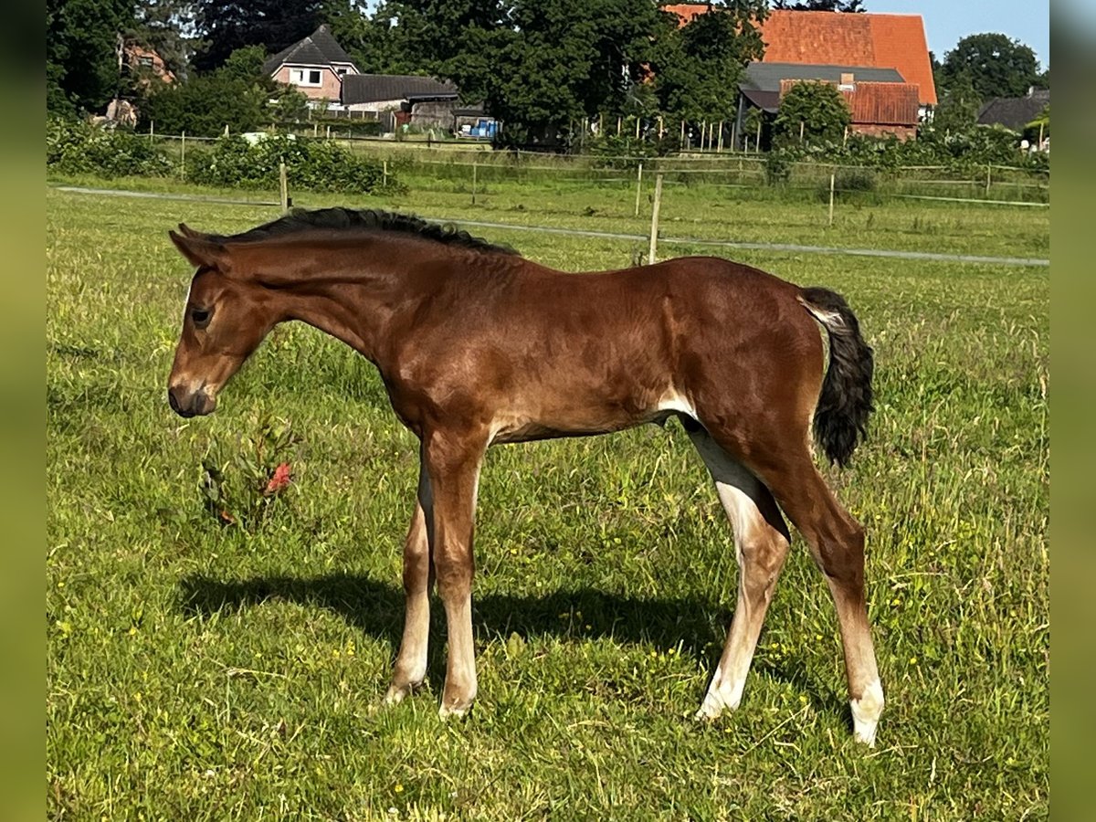 Hannoveraan Hengst Veulen (05/2025) 170 cm Bruin in Wohltorf