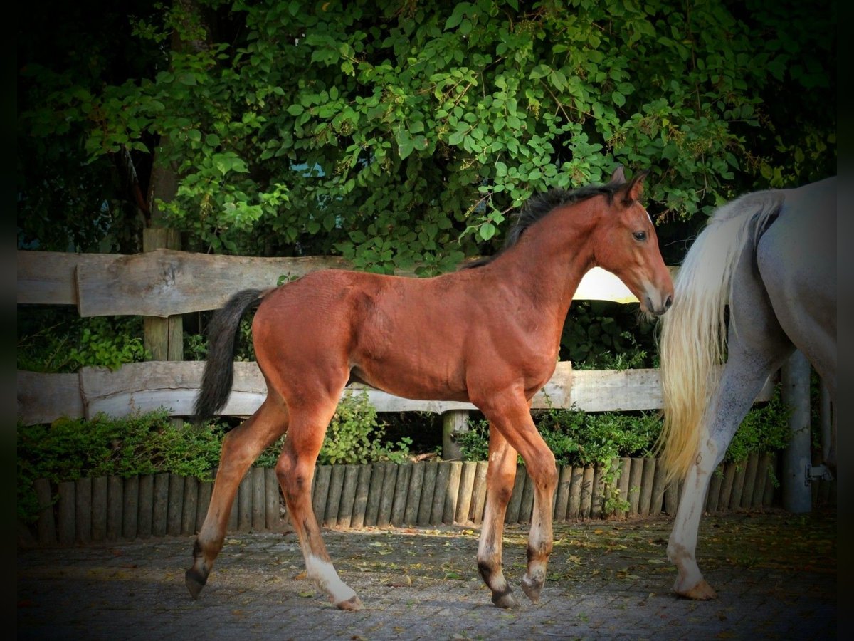 Hannoveraan Hengst veulen (06/2024) 170 cm Bruin in Osterwald