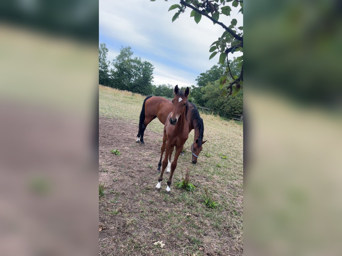 Hannoveraan Hengst Veulen (03/2025) 170 cm Bruin in Babenhausen-Hergershausen