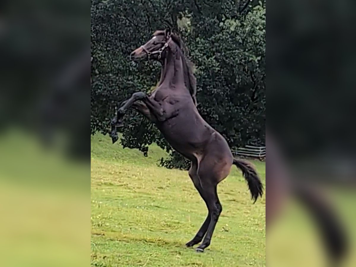 Hannoveraan Hengst veulen (05/2024) 170 cm Donkerbruin in Rosengarten