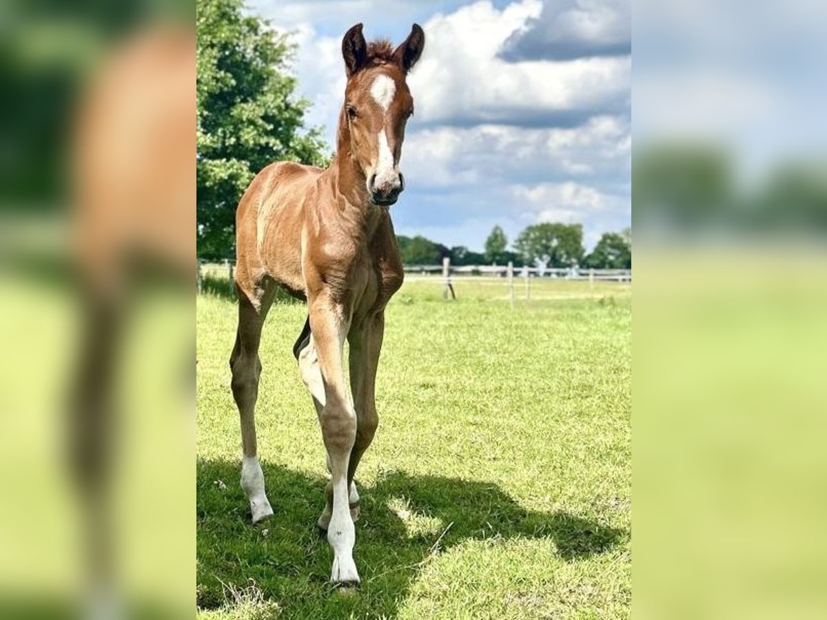 Hannoveraan Hengst Veulen (05/2025) 170 cm Donkere-vos in Hesel Hannoveraan Hengst Veulen (05/2025) 170 cm Donkere-vos in Hesel