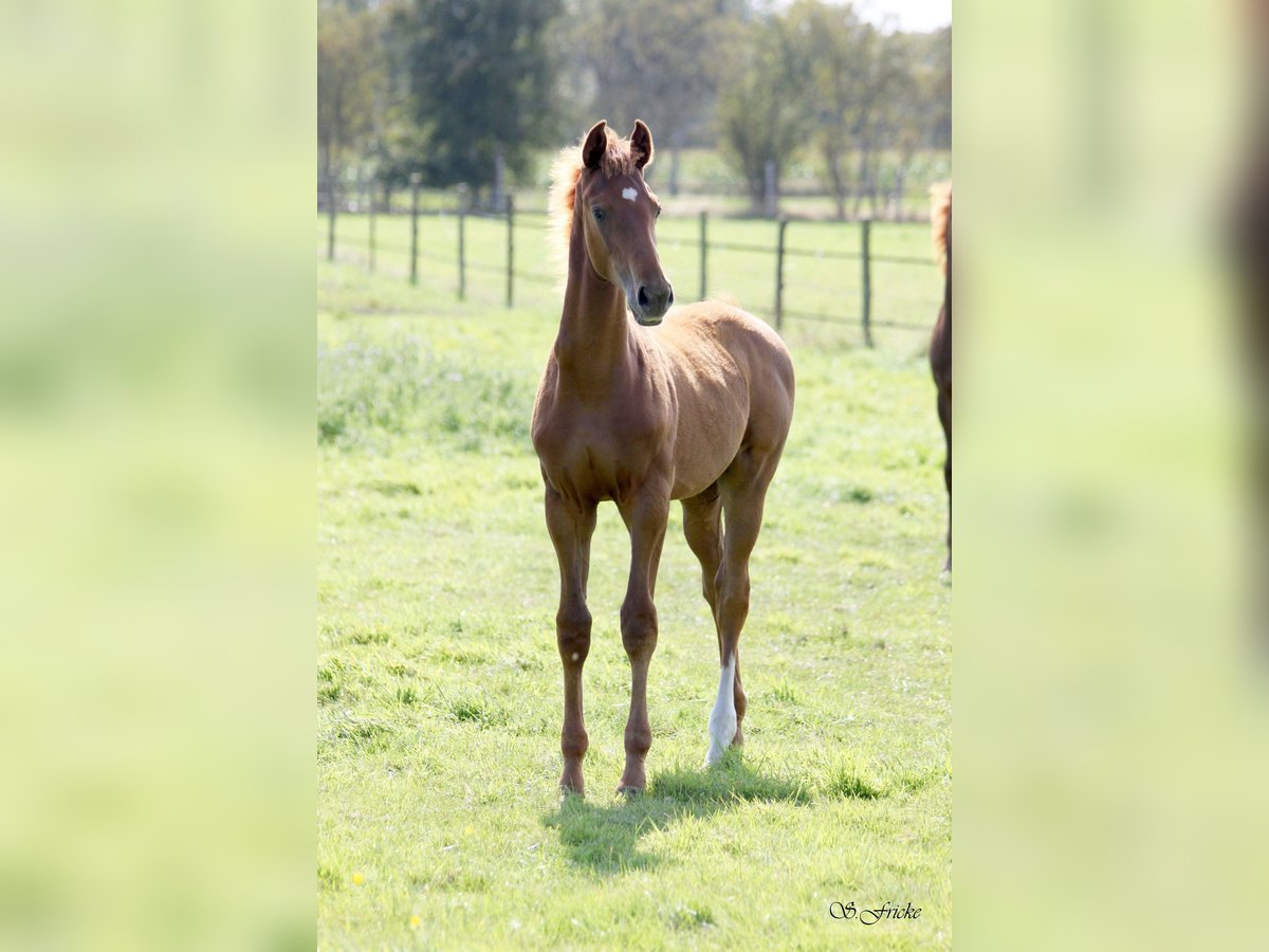 Hannoveraan Hengst Veulen (04/2025) 170 cm in Harsefeld