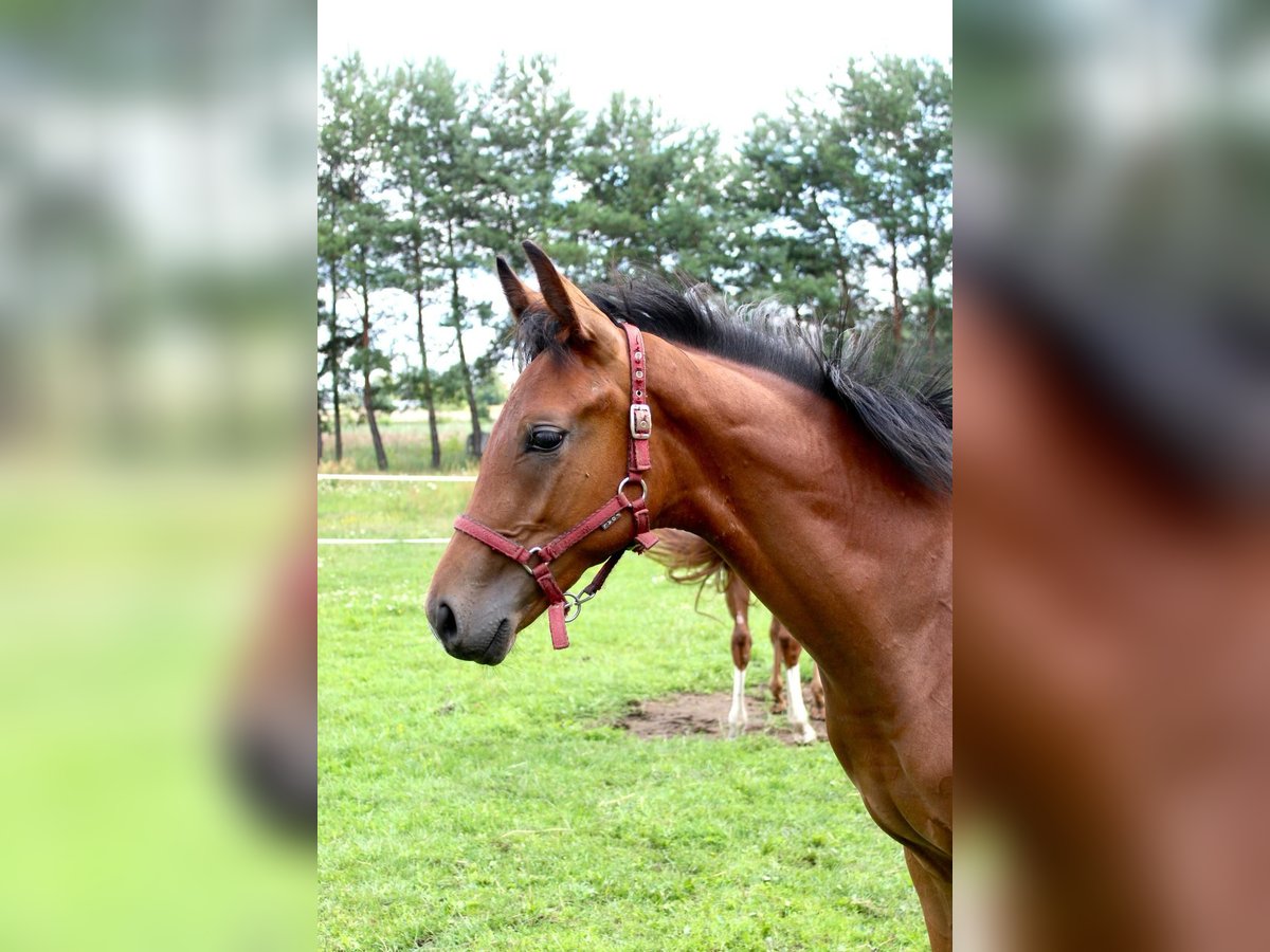Hannoveraan Hengst Veulen (03/2025) 170 cm Roodbruin in Miasteczko &#x15A;l&#x105;skie