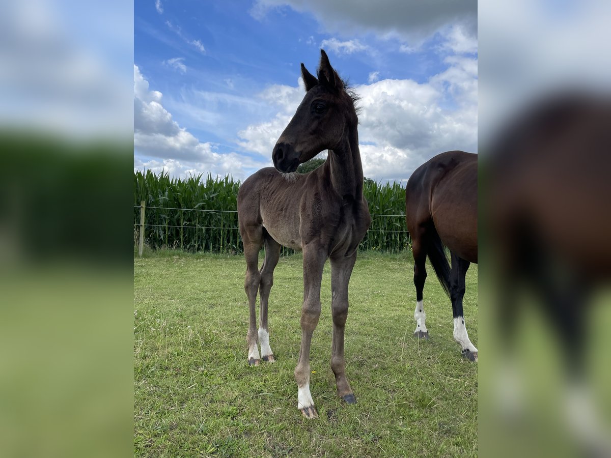 Hannoveraan Hengst veulen (05/2024) 170 cm Zwart in Marl